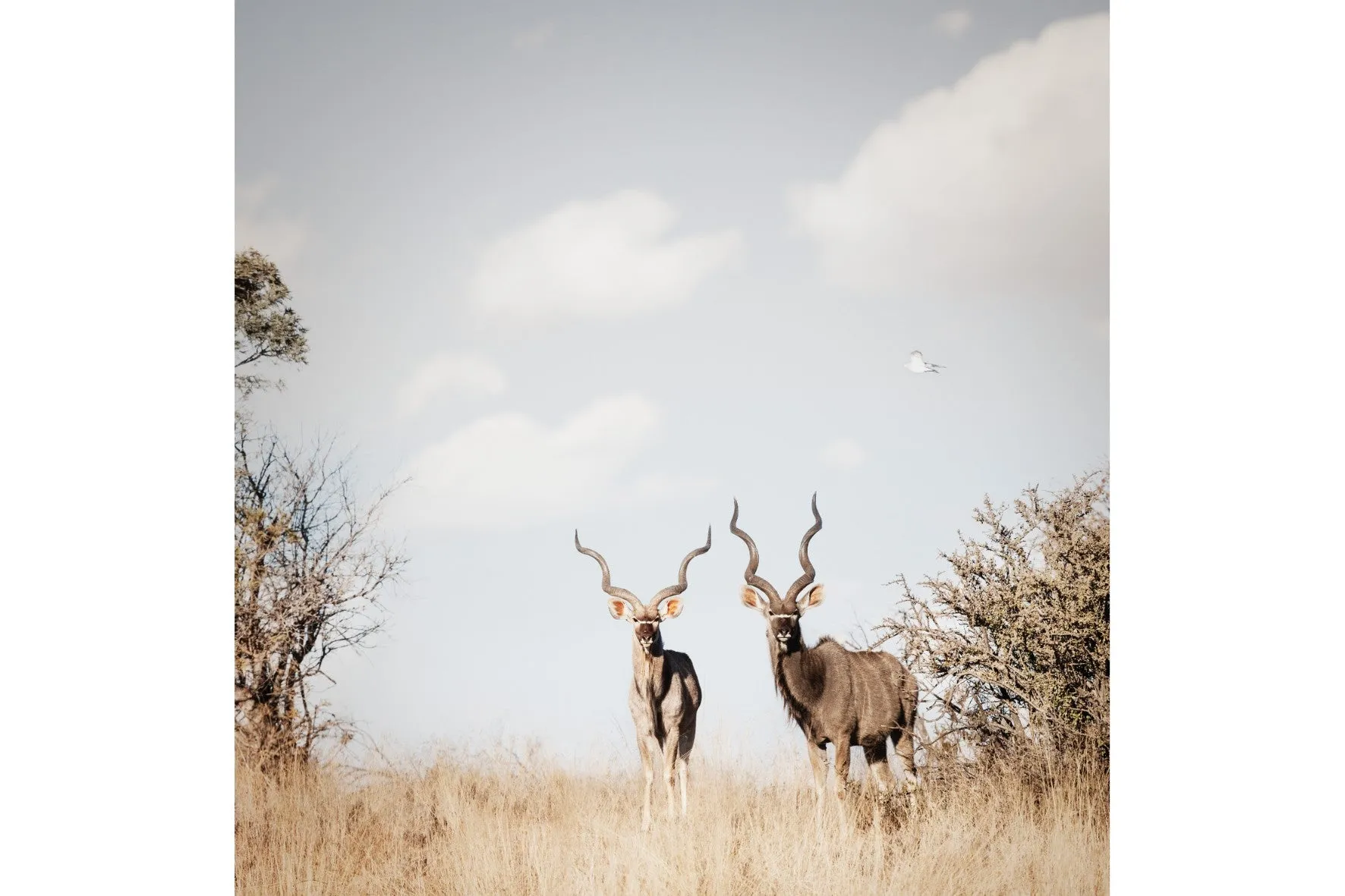 Antelope Duo