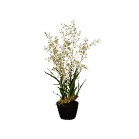 Dancing Oncidium Plant