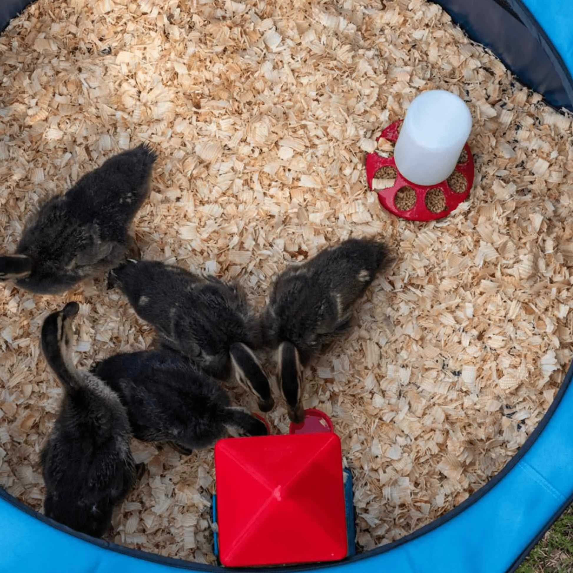 My Pet Chicken Hen Pen Pop-Up Brooder