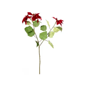 Poinsettia