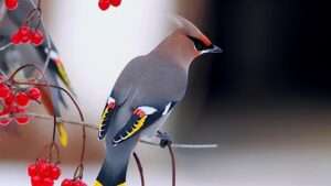 Read more about the article Beautiful birds